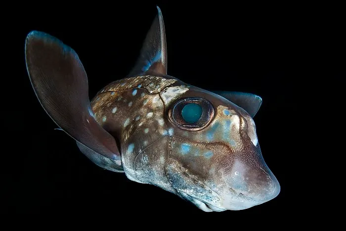 1st Place, Portrait Category, "Chimaera" By Claudio Zori