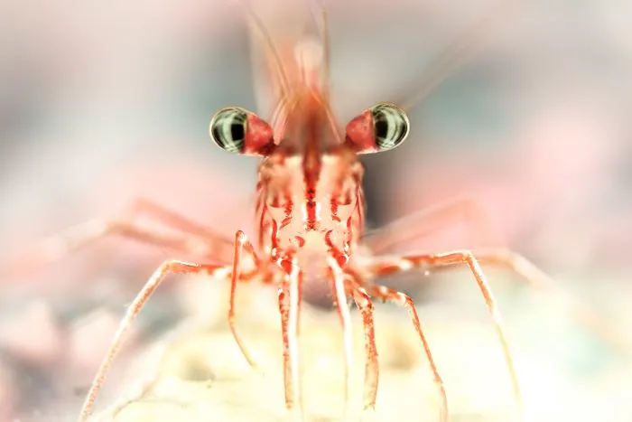 3rd Place, Portrait Category,"Open Eyes" By Doris Vierkötter
