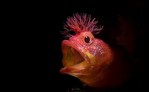 The Winners Of The 2018 Underwater Photography Competition Will Take Your Breath Away