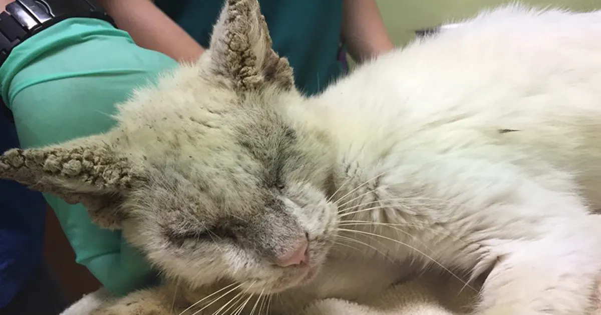 Este gato sin hogar abre sus ojos por 1ª vez en meses, y asombra a todos con su belleza