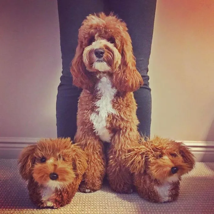 This Company Makes Slippers That Look Just Like People's Pets And They Are So Realistic That Dogs Get Jealous