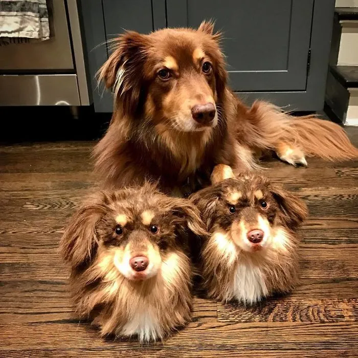 This Company Makes Slippers That Look Just Like People's Pets And They Are So Realistic That Dogs Get Jealous