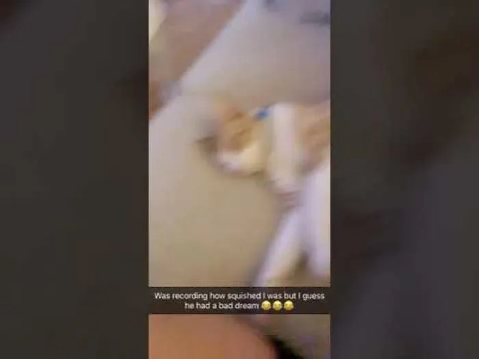 Marmalade Had A Bad Dream