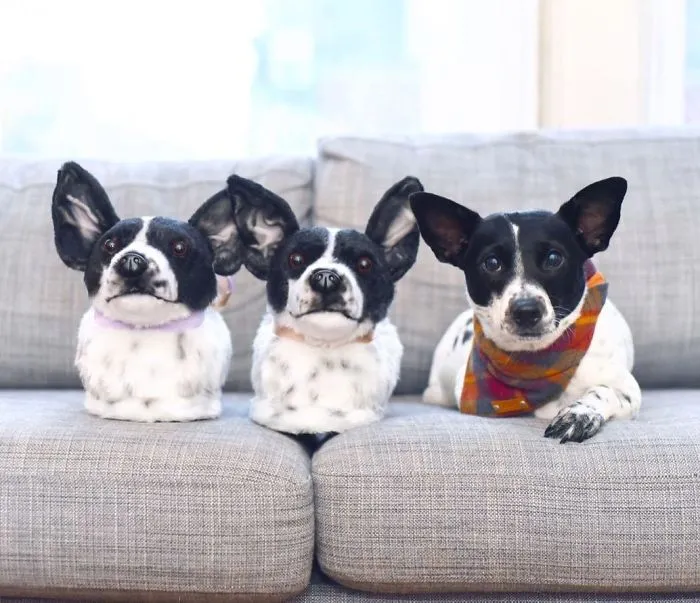 This Company Makes Slippers That Look Just Like People's Pets And They Are So Realistic That Dogs Get Jealous