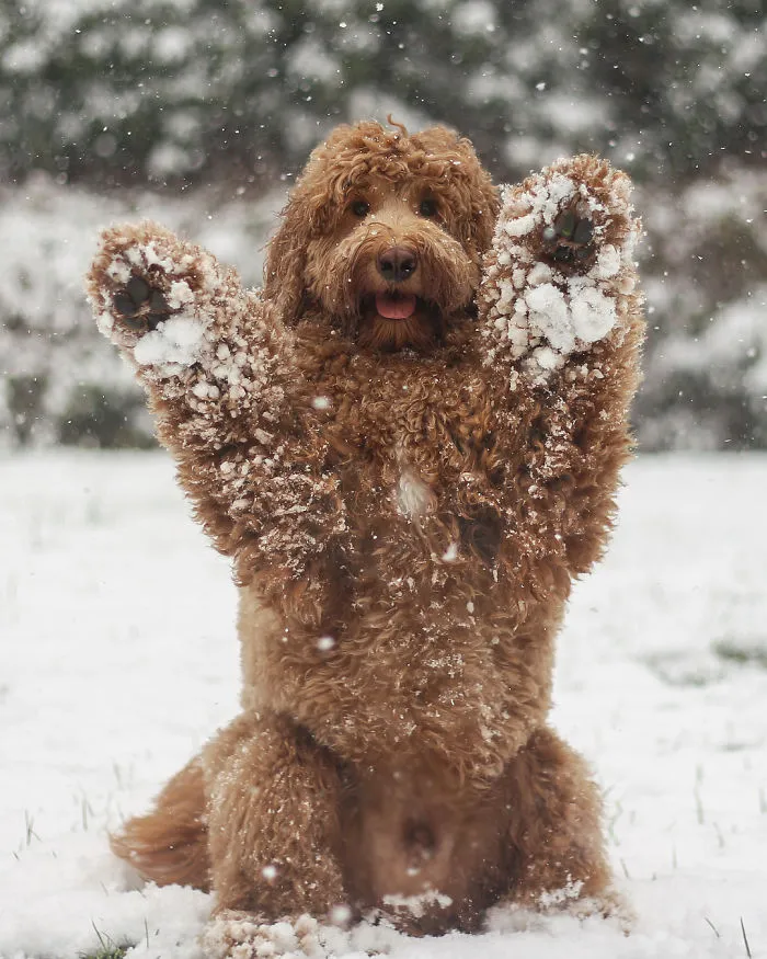 Le encanta la nieve