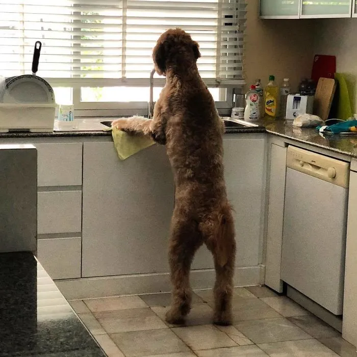 Fregando los platos