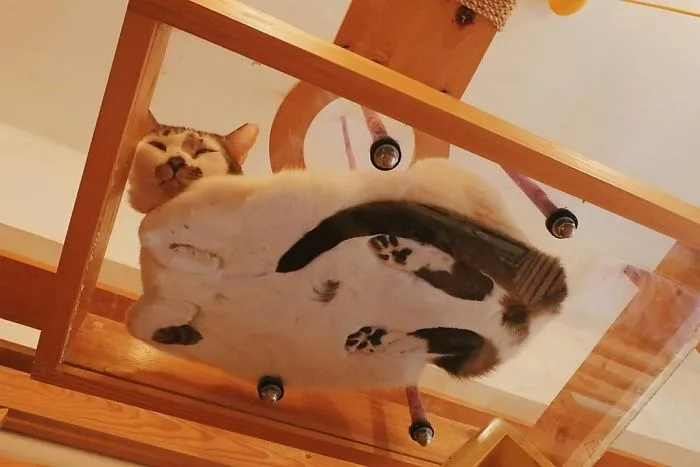 Gato sobre cristal