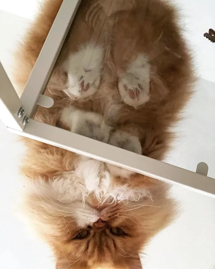 Cutest Gremlin Ever