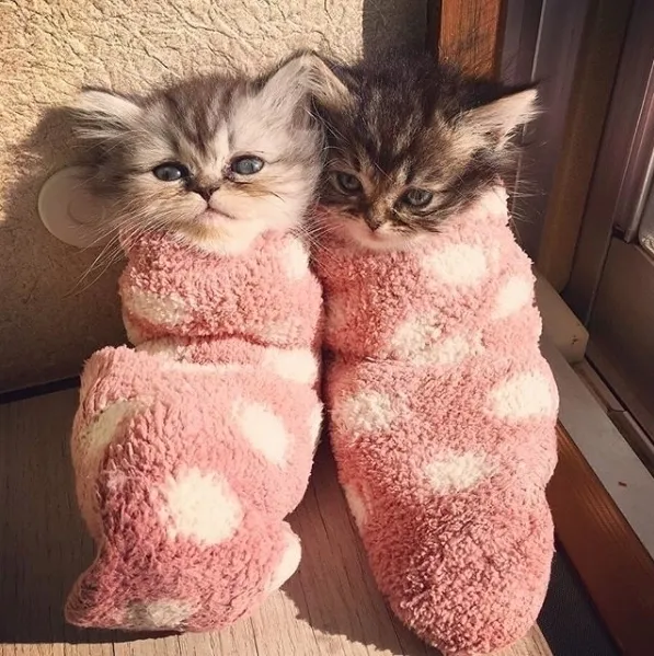 They’re Little Cats