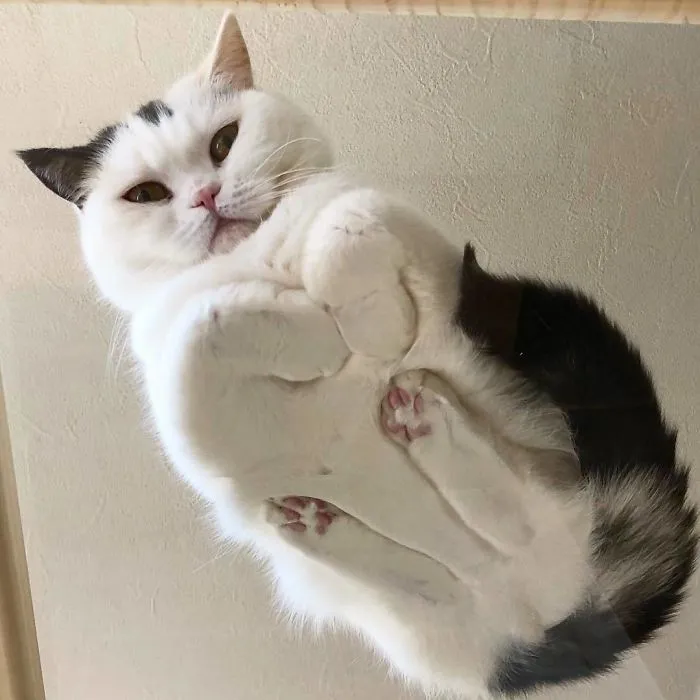 Gato flotante