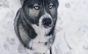61 Crossbreeds Dogs That Are So Cute You'll Want One Of Your Own