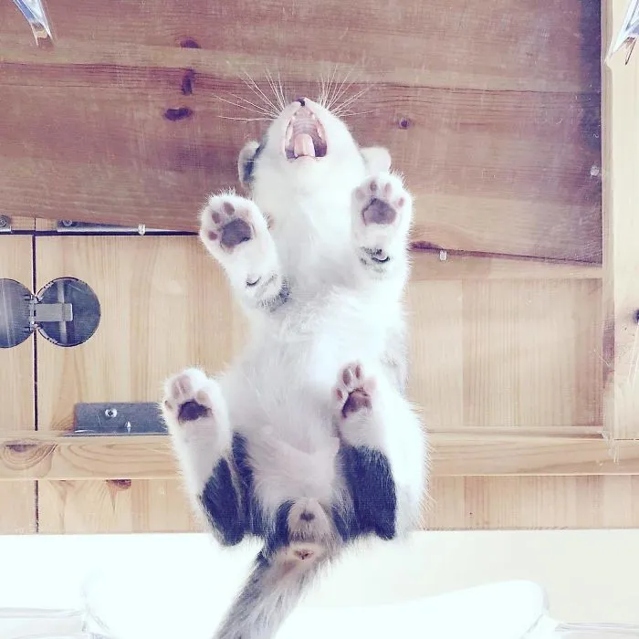 Patitas + bostezo
