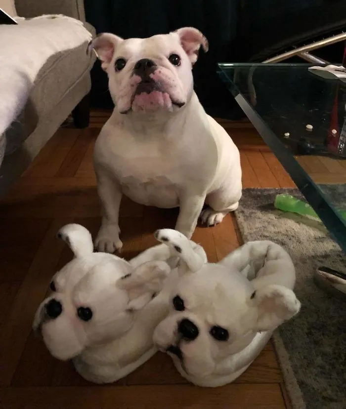 This Company Makes Slippers That Look Just Like People's Pets And They Are So Realistic That Dogs Get Jealous