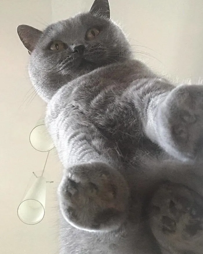 ¿Qué miras, humano?