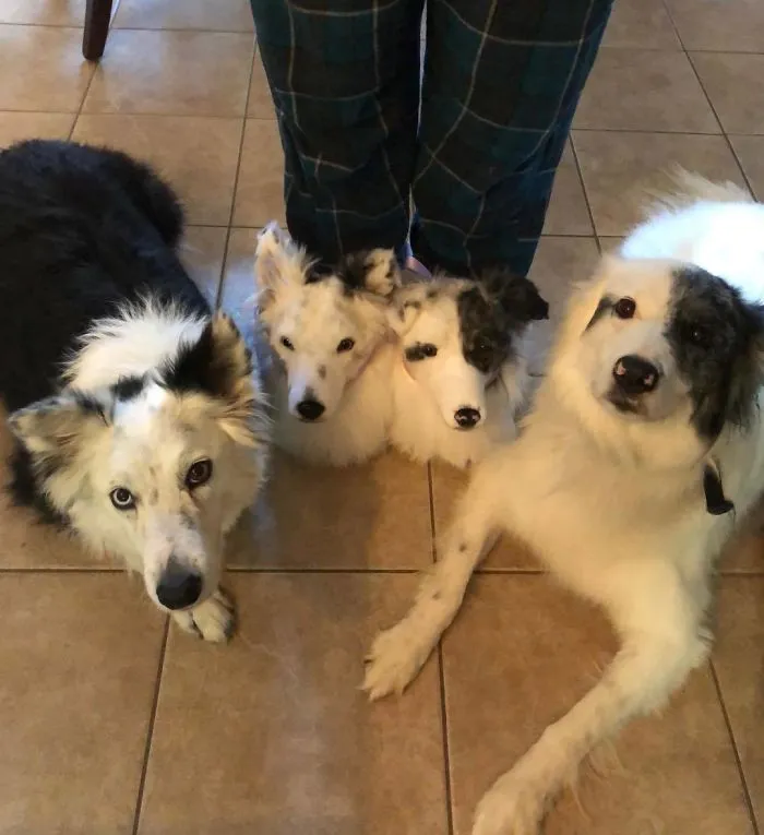 This Company Makes Slippers That Look Just Like People's Pets And They Are So Realistic That Dogs Get Jealous