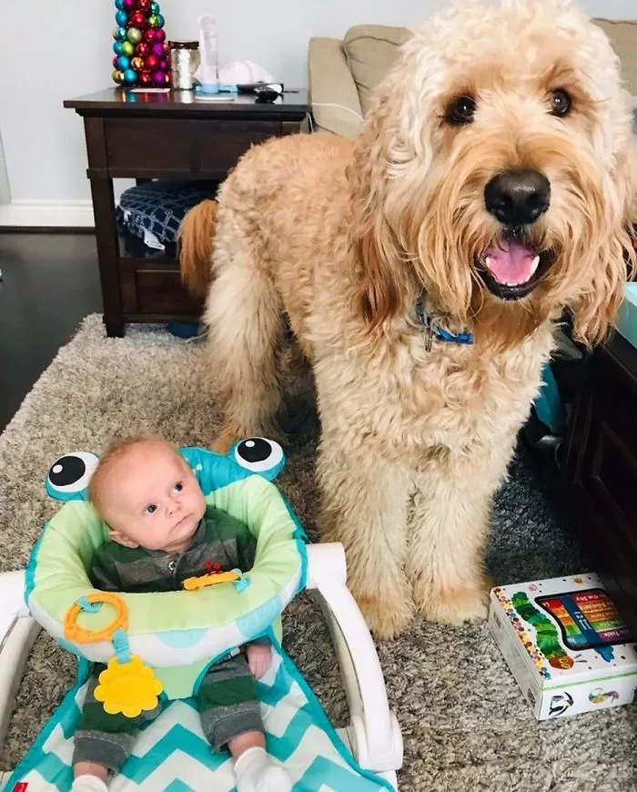 Small child looking at a big dog 