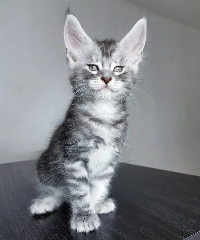 Figaro  Palmiracoon Boy