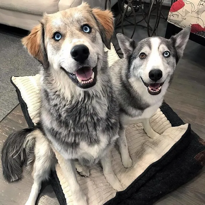 Goberian (Golden Retriever + Siberian Husky)