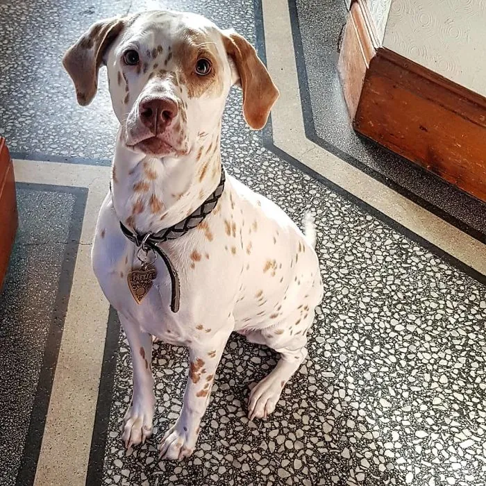 Dalmador (Labrador Retriever And Dalmatian )