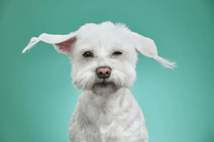 Fountik, The Maltese