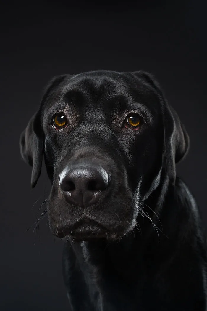 Blues, The Labrador Retriever Puppy