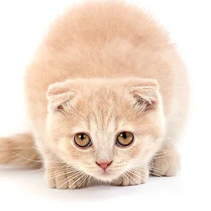 kittentonic