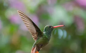 How To Photograph Flying Hummingbirds