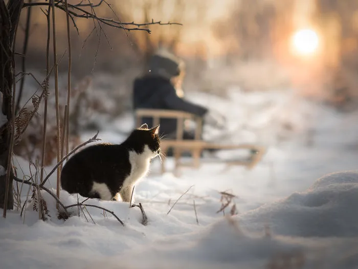 My Cats Are Afraid Of Kids Except For My Son So I Decided To Capture Their Bond (20 Pics)