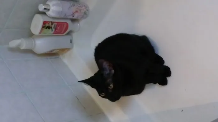 My Cat Married My Nan's Toilet!