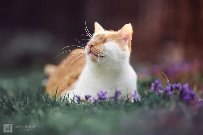 Hago fotos de mi gato que no tiene ojos pero ve con su corazón (25 imágenes)