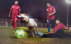 Every Dog Need Home