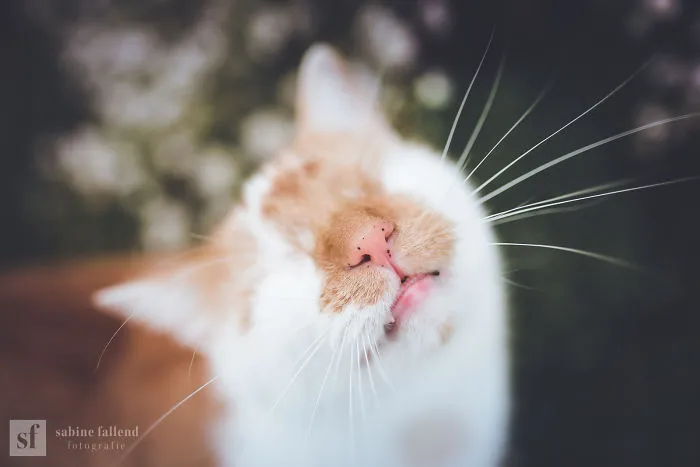 Hago fotos de mi gato que no tiene ojos pero ve con su corazón (25 imágenes)