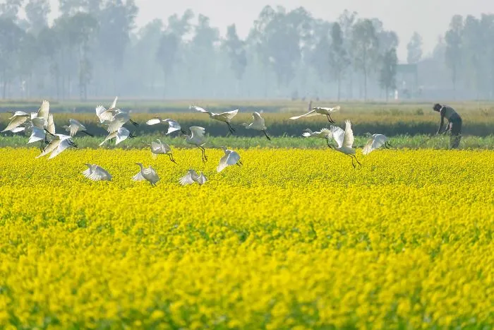 I Shoot The Yellow Ocean/Beautiful Mustard Flower Field In Bangladesh...
