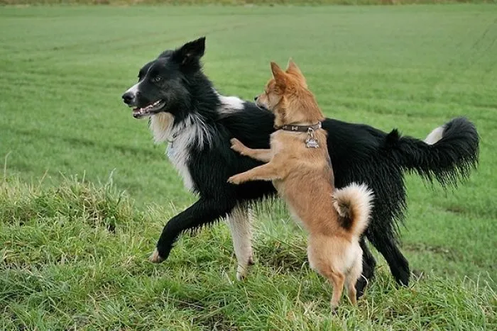 Hello Dog Are You There