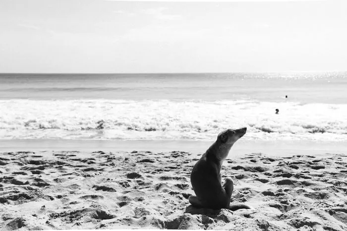 My Travel To Take Pictures Of Cats And Dogs Continues In Sri Lanka