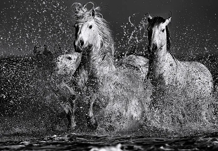 Equine Fine Art By Wildlife Artist Ejaz Khan