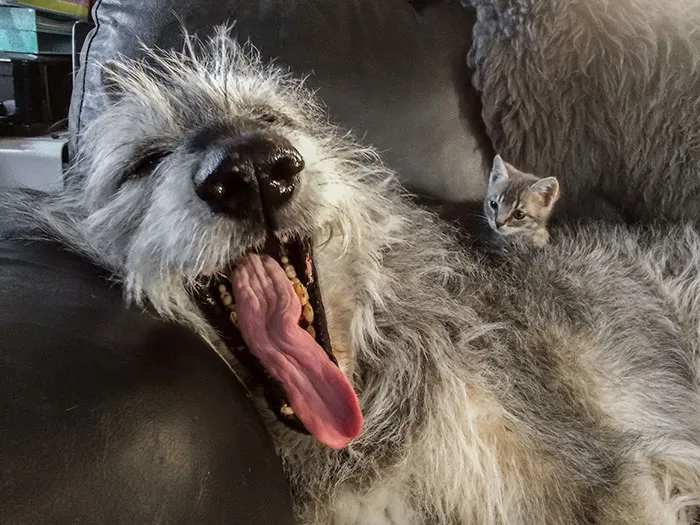 What A Big Mouth You Have