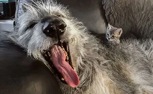 People Are Posting Hilarious Photos Of Their Irish Wolfhounds, And It’s Crazy How Large They Are (50 Pics)