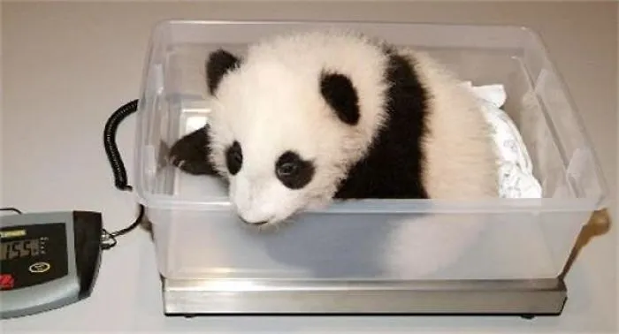How Much Do Pandas Weigh ?