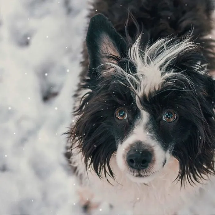 He Seems To Get More Scruffy, More Intelligent, More Zooming, More Unique Every Day