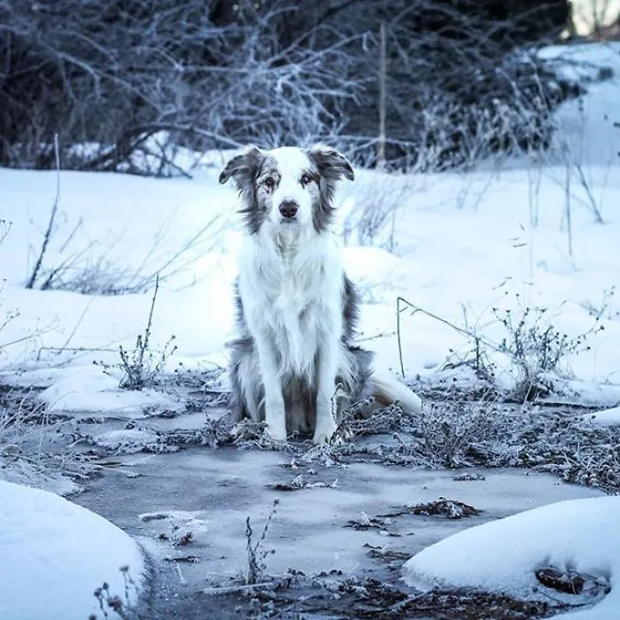 The Beauty Of Winter