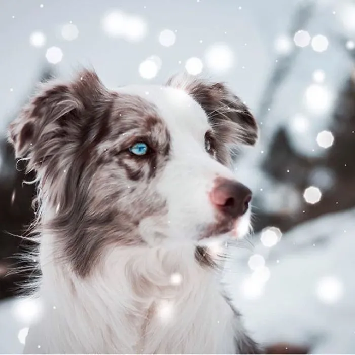 The Snowflakes Look Magical Here