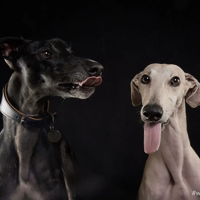 I Celebrate The Day Of Spanish Hunting Dogs By Photographing Them Enjoying Their Life Of Freedom