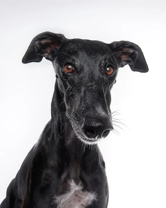 I Celebrate The Day Of Spanish Hunting Dogs By Photographing Them Enjoying Their Life Of Freedom