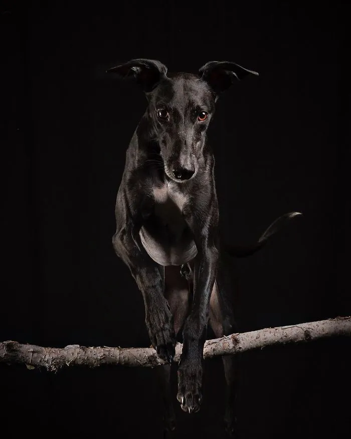 I Celebrate The Day Of Spanish Hunting Dogs By Photographing Them Enjoying Their Life Of Freedom