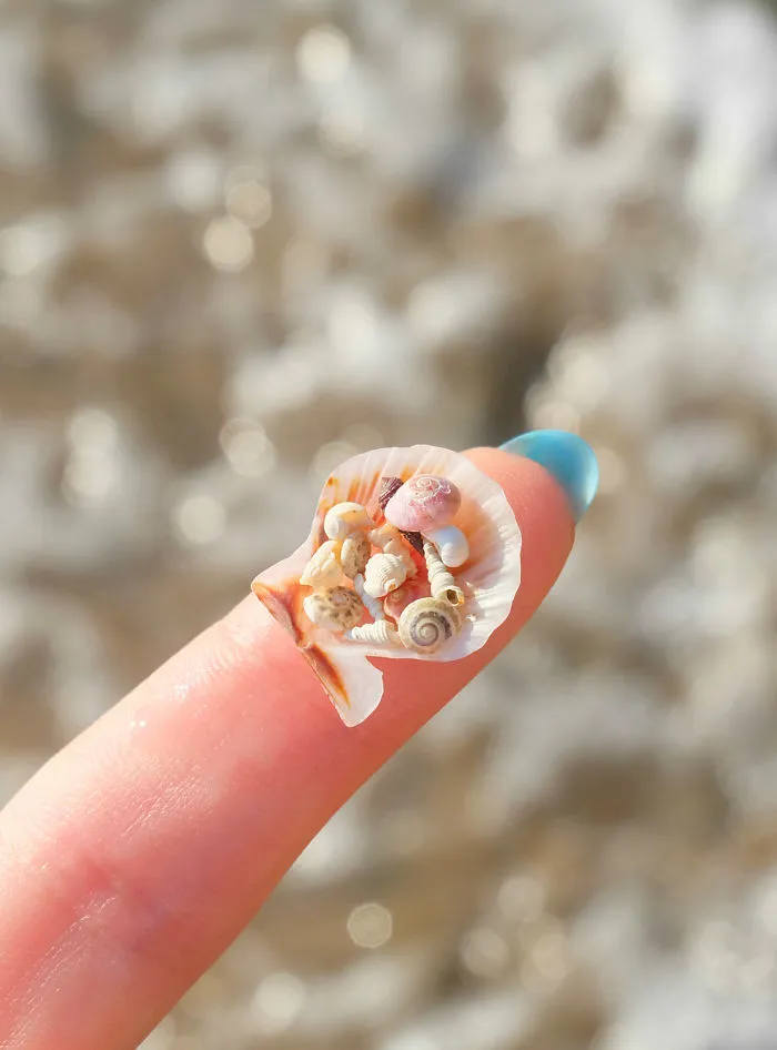 Tiny Seashells