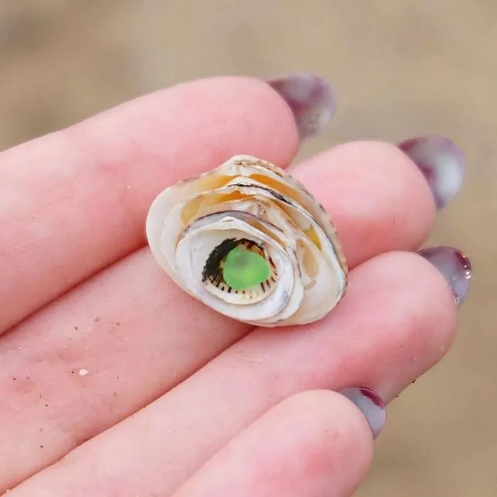 Shell In A Shell In A Shell