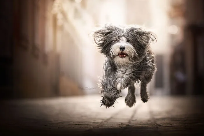 I Capture The Whimsical Side Of Dogs In My Photography (48 Pics)