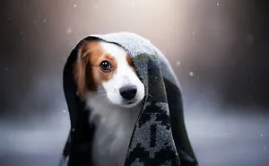I Capture The Whimsical Side Of Dogs In My Photography (48 Pics)