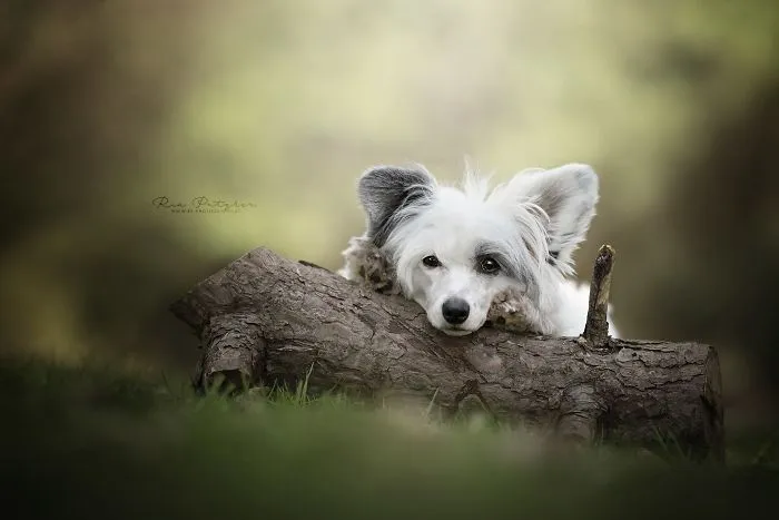 I Love To Capture The Joyful Soul Of Dogs Through My Photography